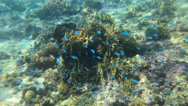 Coral reef with a school of small blue fish